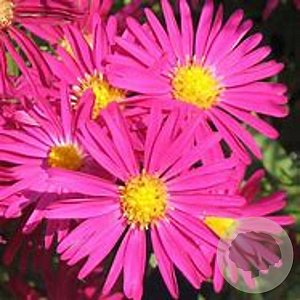 Aster novi-belgii 'Winston Churchill' GM P9