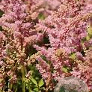 Astilbe chinensis 'Finale' GM P9