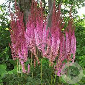 Astilbe chinensis 'Superba' GM P9