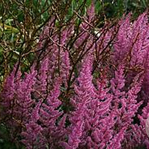 Astilbe chinensis 'Veronica Klose' GM P9