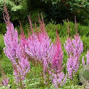 Astilbe chinensis 'Vision in Pink' GM P9