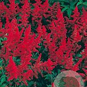 Astilbe chinensis 'Vision in Red' GM P9