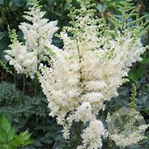 Astilbe chinensis 'Visions in White' GM P9