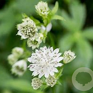 Astrantia major 'Alba' GM P9