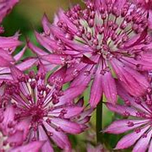 Astrantia major 'Claret' GM P9