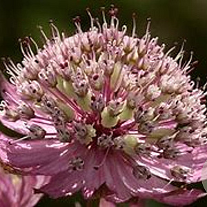 Astrantia major 'Lars' GM P9