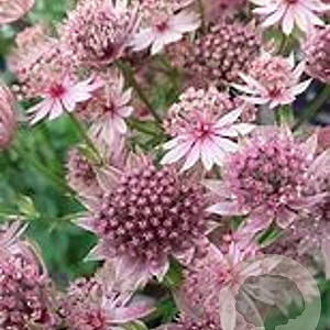 Astrantia major 'Roma' GM P9