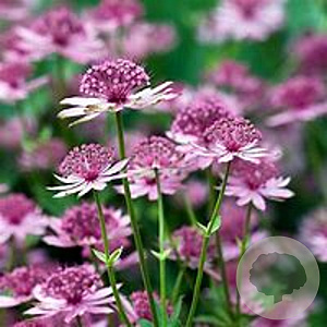 Astrantia major 'Rosea' GM P9
