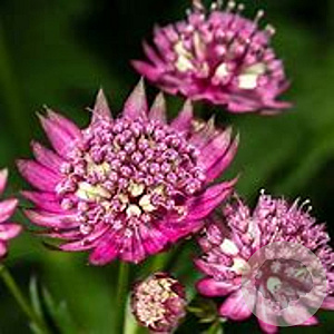 Astrantia major 'Rubra' GM P9