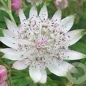 Astrantia major 'Silver Glow GM P9