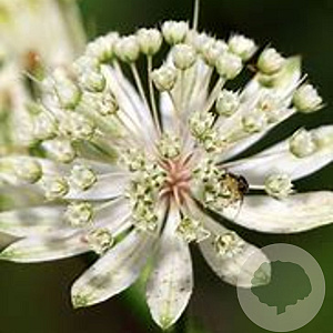 Astrantia major 'White Giant' GM P9