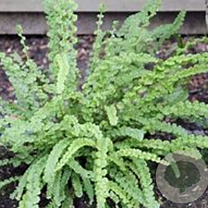 Athyrium filix-femina 'Frizelliae' GM P9