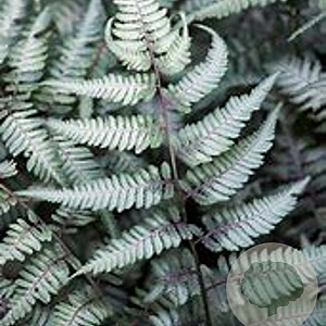 Athyrium niponicum 'Metallicum' GM P9