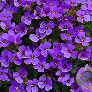 Aubrieta 'Bengal hybride GM P9