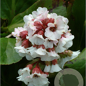 Bergenia 'Beethoven' GM P9