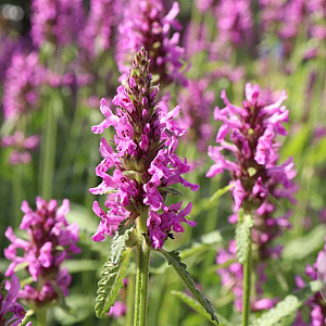 Betonica officinalis 'Rosea' GM P9