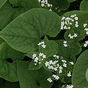 Brunnera macrophylla 'Betty Bowring' GM P9