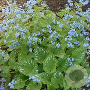 Brunnera macrophylla 'Langtrees' GM P9