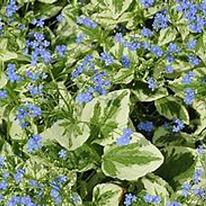 Brunnera macrophylla 'Variegata' GM P9