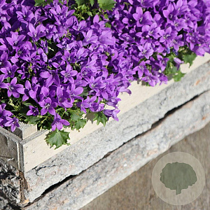 Campanula addenda GM P9