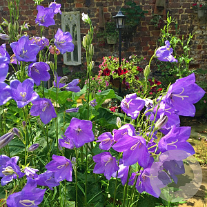 Campanula carpatica 'Jewel' GM P9