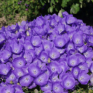 Campanula carpatica 'Karl Foerster' GM P9