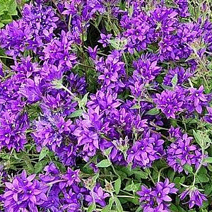 Campanula glomerata 'Joan Elliot' GM P9
