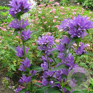 Campanula glomerata 'Speciosa' GM P9