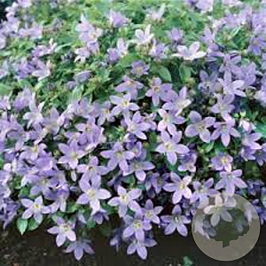 Campanula lactiflora 'Pouffe' GM P9
