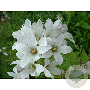 Campanula lactiflora 'White Pouffe' GM P9