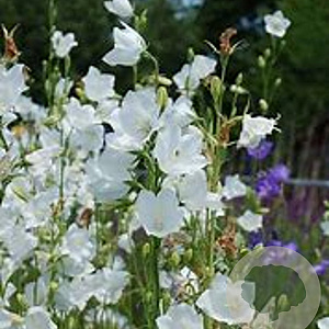 Campanula persicifolia 'Alba' GM P9