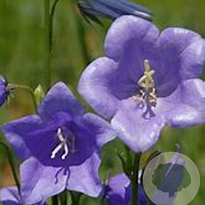 Campanula persicifolia 'Coerulea' GM P9