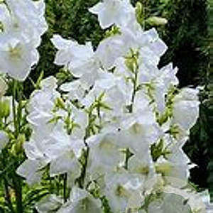 Campanula persicifolia 'Hampstead White' GM P9