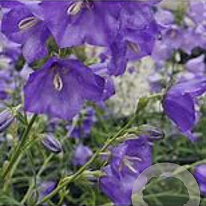 Campanula persicifolia 'Telham Beauty' GM P9