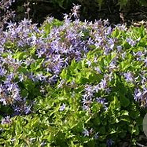 Campanula poscharskyana 'Blauranke' GM P9