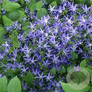 Campanula poscharskyana 'Blue Star' GM P9