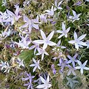 Campanula poscharskyana 'Lisduggan Variety' GM P9