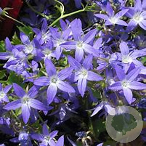 Campanula poscharskyana 'Stella' GM P9