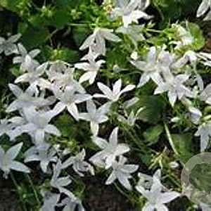Campanula poscharskyana 'White Star' GM P9