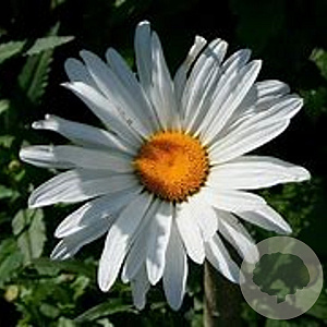 Chrysanthemum (I) 'Juno' GM P9