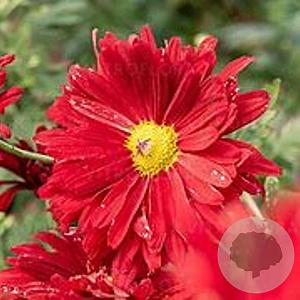 Chrysanthemum (R) 'Duchess of Edinburgh' GM P9