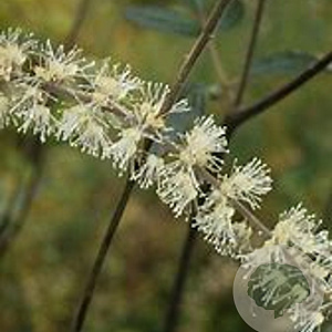 Cimicifuga 'Queen of Sheba' GM P9