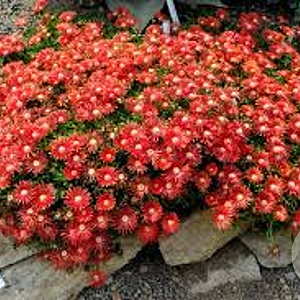 Delosperma 'Red Mountain' GM P9