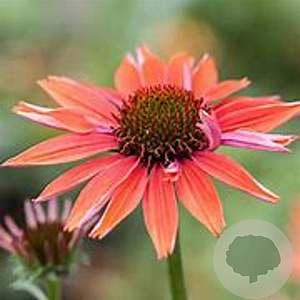 Echinacea purpurea 'Sundown' GM P9