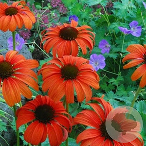 Echinacea purpurea 'Tangerine Dream' GM P9