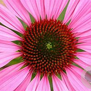 Echinacea purpurea 'The King' GM P9
