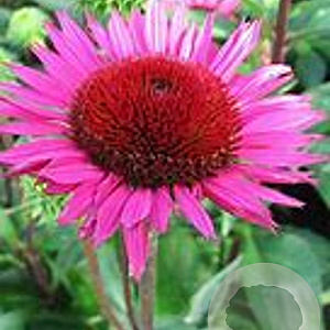 Echinacea purpurea 'Vintage Wine' GM P9