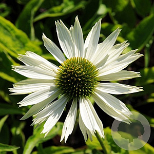 Echinacea purpurea 'Virgin' GM P9