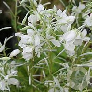 Epilobium angustifolium 'Album' GM P9