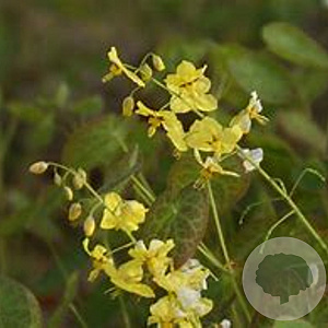 Epimedium pinnatum 'Elegans' GM P9